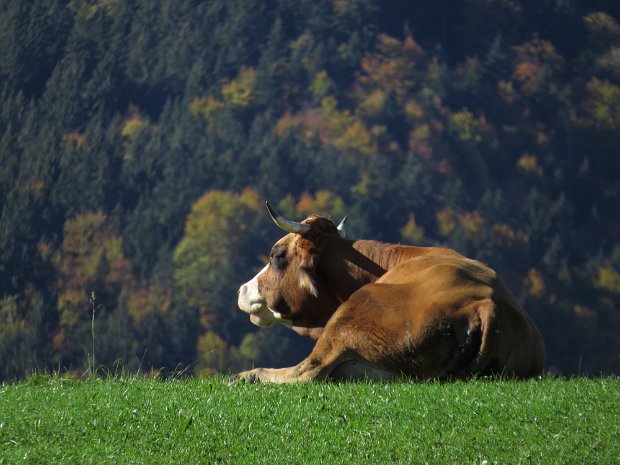 Wurmansau Wieskopf Wassertröpfchenzauber 28.10.23