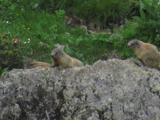 Unterer Stuckensee Bergschnittlauchernte mit Murmeltierbeobachtung 29.06.24