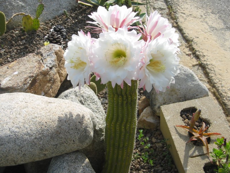 cactusmaggio2009011.jpg