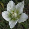 img_2658vergr_small.jpg