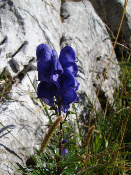 dsc01122.jpg