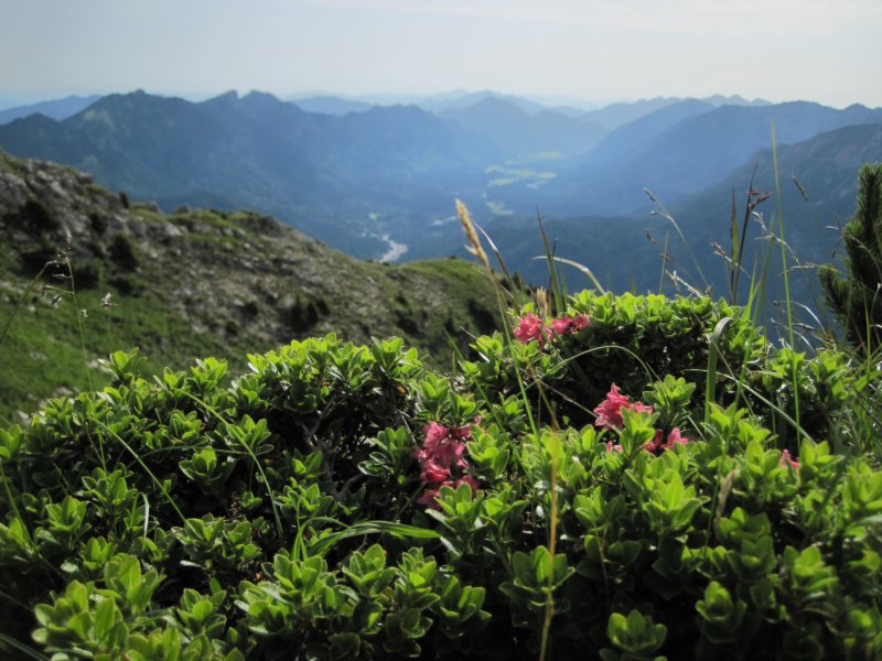 alpenrosenbermgraswangtal.jpg